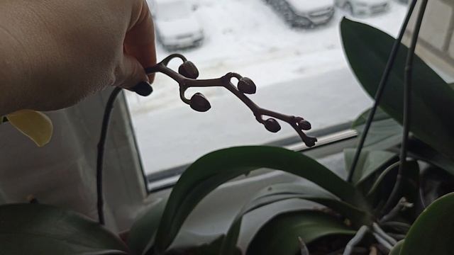 Обзор орхидей на кухне! Одни цветут, другие восстанавливаются! смотреть онлайн