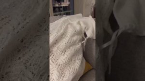 Шетланд ленивый - моё увлечение!