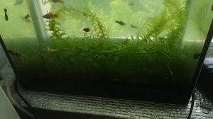 11.06 скрещивание пецилии и меченосцев продолжение.mp4