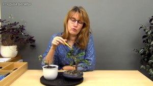 Портулакария. Посадка и уход.