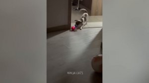 Забавные животные№106