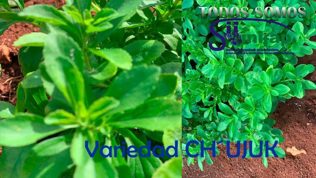 CÁPSULA " TE CUENTO QUE " STEVIA смотреть онлайн