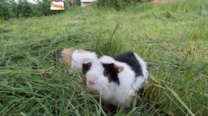 Как выгуливать морских свинок / Морские свинки / Смешное видео с животными / Приколы с животными