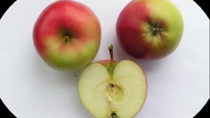 Сорт яблони «СЯБРЫНА» /// Прекрасная БЕЛаруская ПРИМА