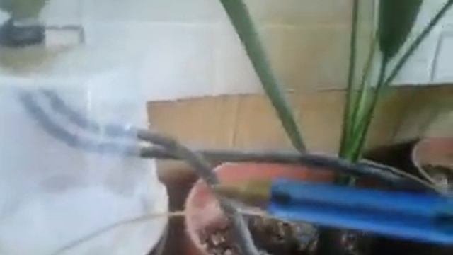 Авто полив для комнатных растений