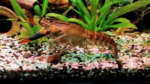 Купил раков в аквариум120 литров. ???