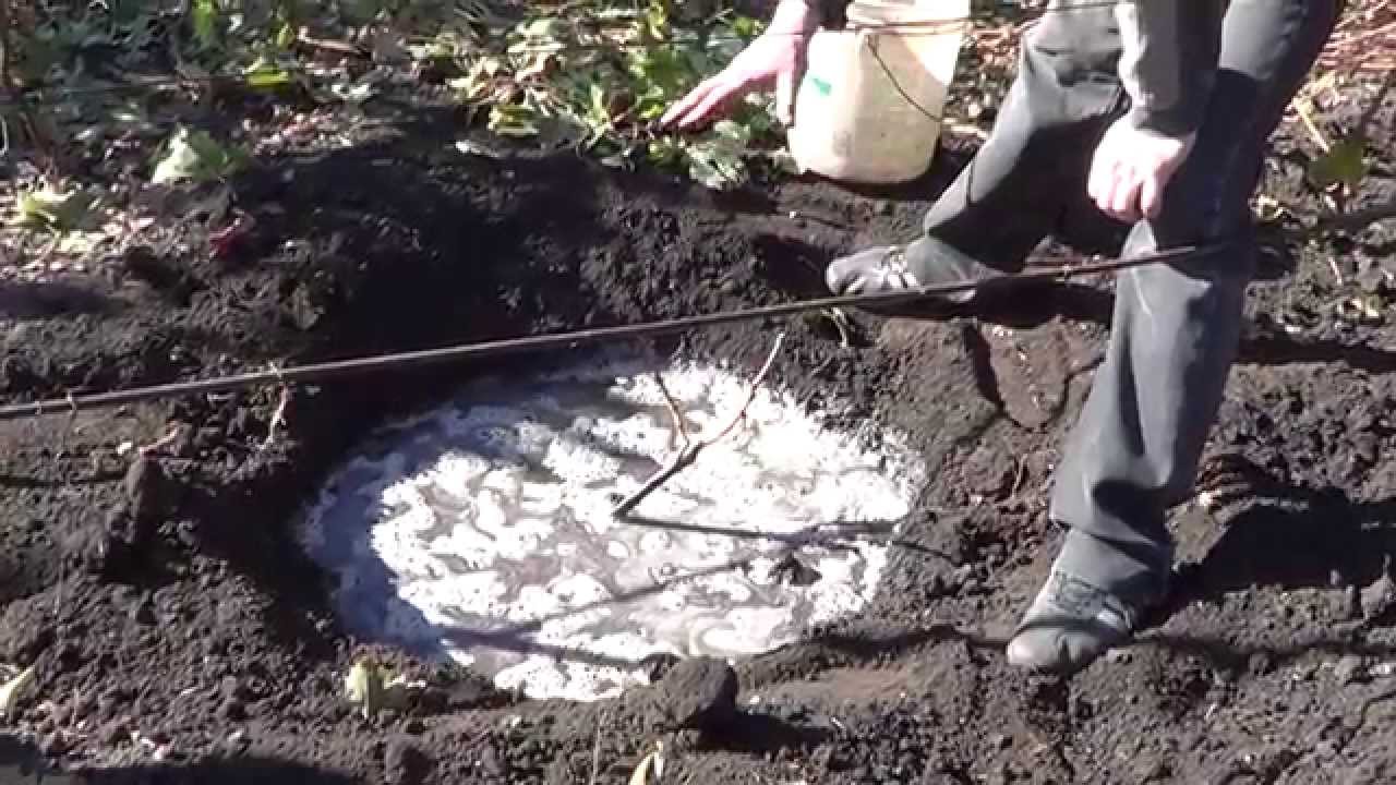 Саженцы винограда. Посадка