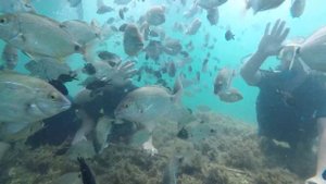 дайвинг в кабардинке