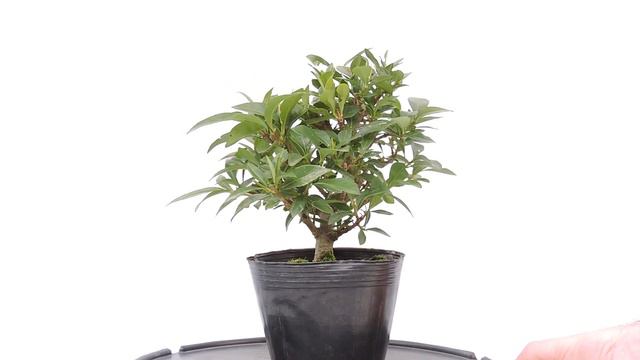 Vídeo 360º Bonsái Gardenia Jasminoides Jazmín del Cabo Ref GAJ02 смотреть онлайн