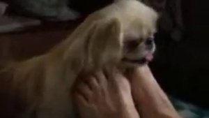 Собака качает головой под музыку