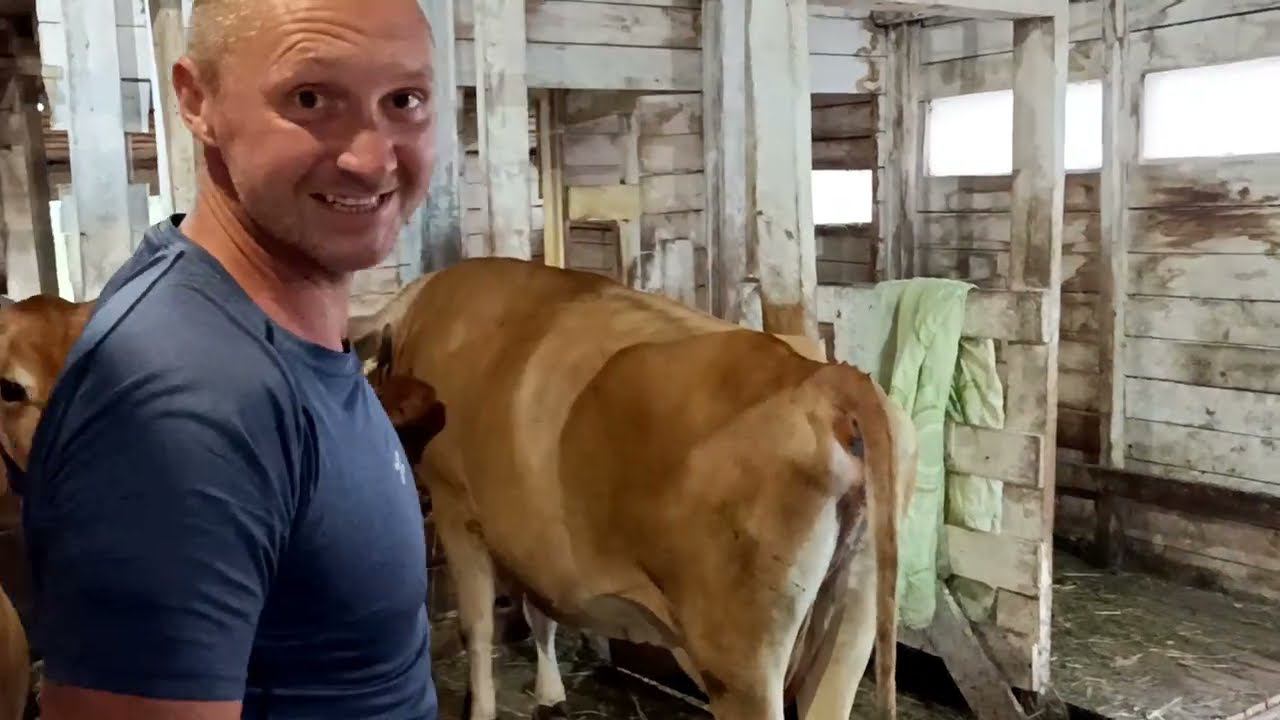 БУДНИ НА УСАДЬБЕ БЕЛАЯ КОЗА