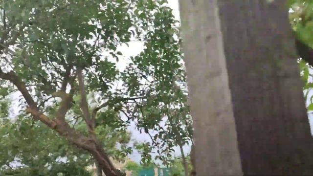 Мої подарунки,нові рослини в садок!Стрижу ясколку. смотреть онлайн