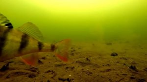 Какая рыба клюет в октябре Смотрим