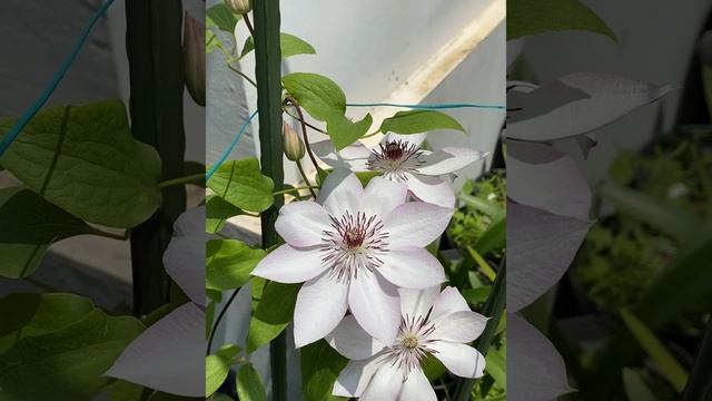 Clematis Omoshiro