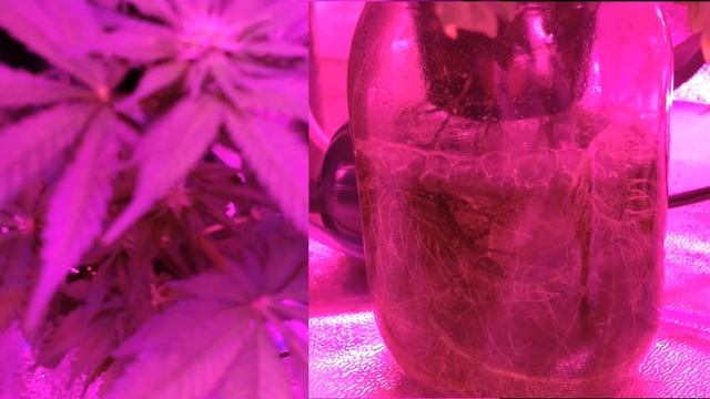 Water Culture Grow in a Mason Jar смотреть онлайн