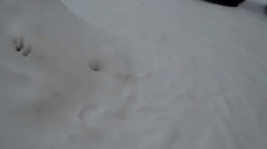 Самодельное багги с вариатором Сафари 4416