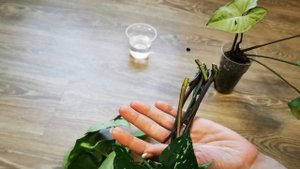 Видео 85. Черенкуем сингониум Panda White form