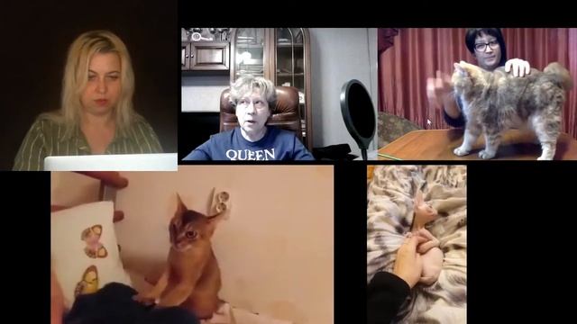 ""Кошки - балерины, ходящие на пальцах", "Кошачий ревизор!"  выпуск 8