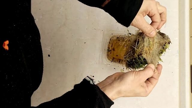 Микрозелень Чечевица красная, на синтепоне и микро, макро. Два урожая. смотреть онлайн