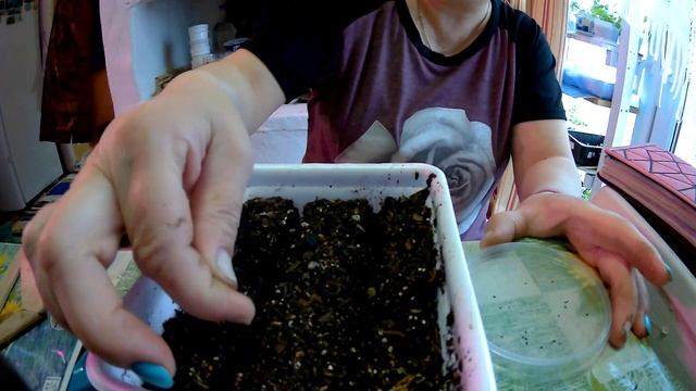 садим лаванду из семян смотреть онлайн