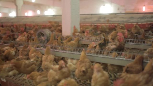 Родительское стадо Hubbard в Молдове смотреть онлайн