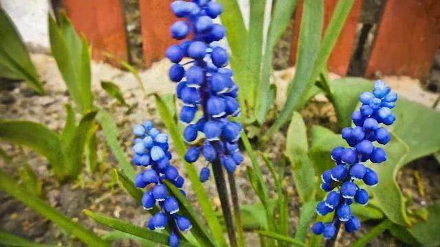 "Весна",і все розквіта!!! смотреть онлайн