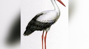 Обучение грамоте в старшей группе ТНР Знакомство с буквой «А»