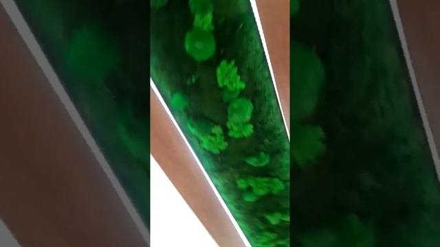 Фитостена из стабилизированного мха!