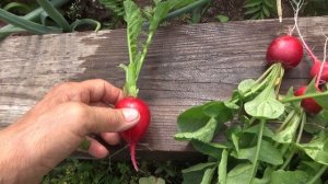 Как получить свои семена редиса?