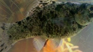 МОЛЛИНЕЗИЯ. СОДЕРЖАНИЕ В АКВАРИУМЕ.