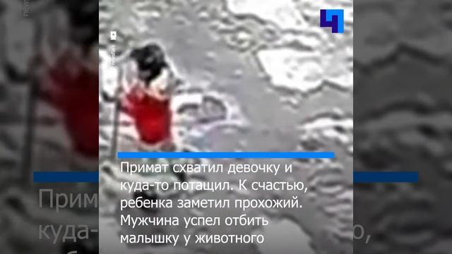 В Китае дикая обезьяна пыталась украсть трехлетнего ребенка смотреть онлайн