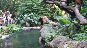 Chimelong Safari Park | Guangzhou | Vlogs