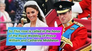 William and Catherine Rose/ #Roses / #Royalcouple #floriculture