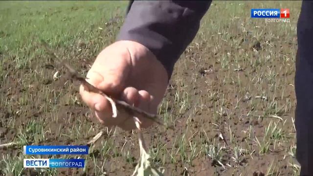 В Волгоградской области борются с горчаком ползучим