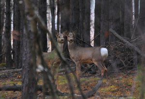 РЕАЛЬНАЯ ОХОТА С ПОДХОДА НА СИБИРСКУЮ КОСУЛЮ .mp4