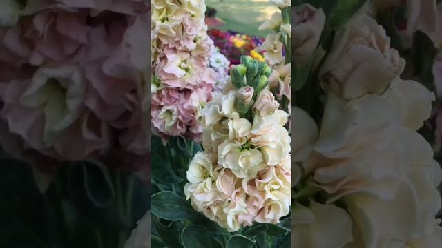 Matthiola incana flowers | stock flower #stock #matthiolaincanaflowers #ytshorts #flowers