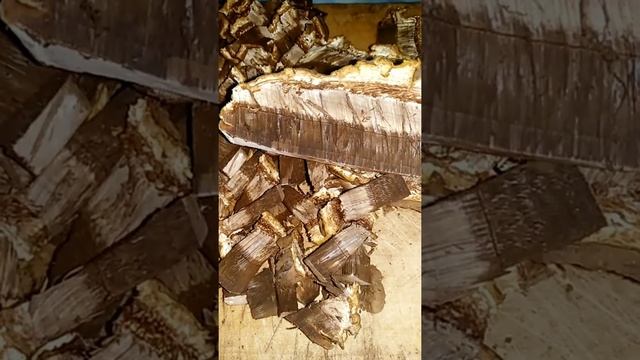 Необычная GANODERMA APPLANATUM.Разбор отличий.