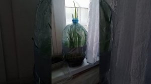 Как я выращивал лук в 5 л бутылке