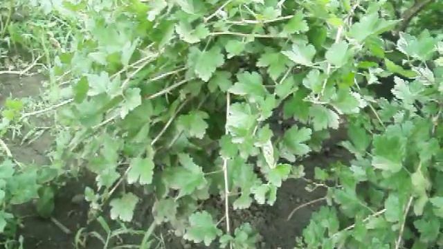 Заболел крыжовник??? Сделай так и крыжовник никогда... смотреть онлайн