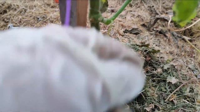 90. Бесплатные бирочки для рассады, продержались весь сезон. Маркер не стерся. смотреть онлайн