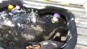 ФОНТАН С ВЫНОСНОЙ СОЛНЕЧНОЙ ПАНЕЛЬЮ ДЛЯ ДАЧИ С РАСПЫЛЯЮЩЕЙ НАСАДКОЙ ССЫЛКА В ОПИСАНИИ // Кабанчик 2