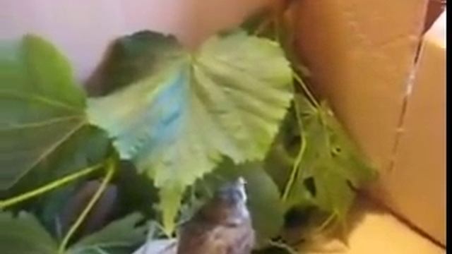 Кормление птенца воробья намбер 1 смотреть онлайн