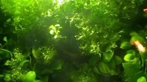 #Aquarium. Травник без грунта.