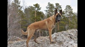 Описание Белгийской овчарки