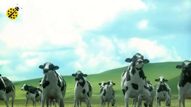 FUNNY COW DANCE 4 │ Cow Song & Cow Videos 2024 смотреть онлайн