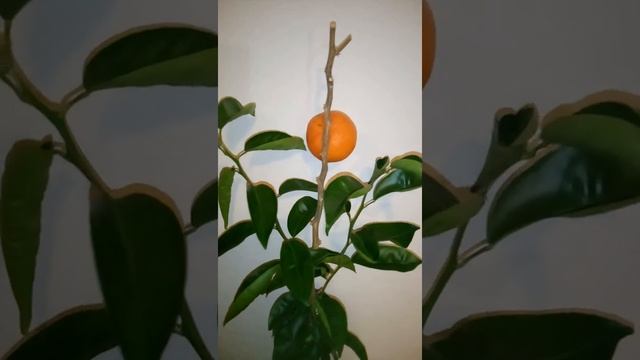 Мандариновое дерево в горшке в домашних условиях. Куст с плодами. Tangerine tree at home with fruit смотреть онлайн