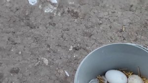 Вес гуся мамут живой и в разобраном виде