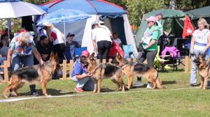 Молодые суки ст ч.4 от Азаренкова / Моно немецких овчарок ранга ПК БРОННИЦЫ 10 августа 2024