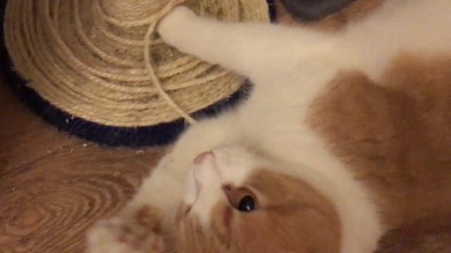 Кошачья мята и коты смотреть онлайн