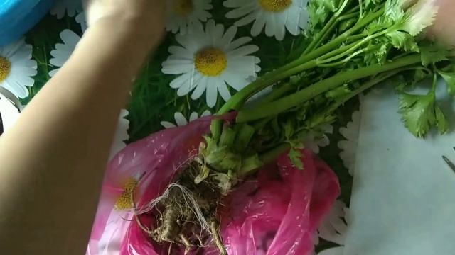 Как вырастить зелень СЕЛЬДЕРЕЯ дома на подоконнике
